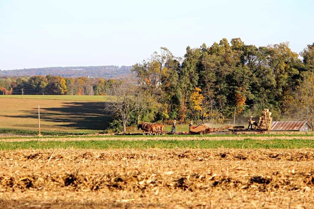 Amish farmer working in the field with his horses.