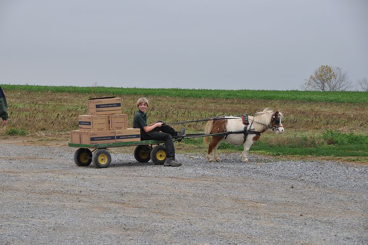 Amish kid driving a pony and cart