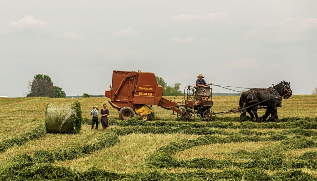 Amish working in field