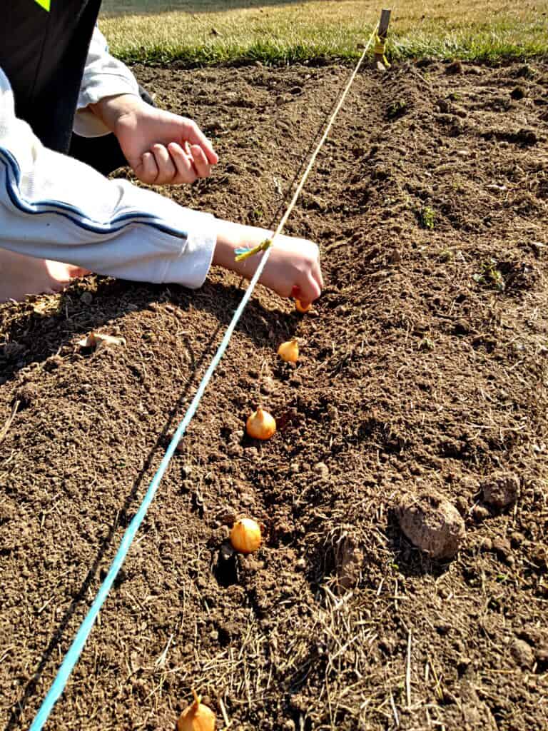 Amish gardening, planting onion bulbs