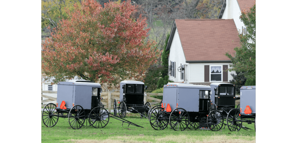 a bunch of Amish buggies sitting in the yard