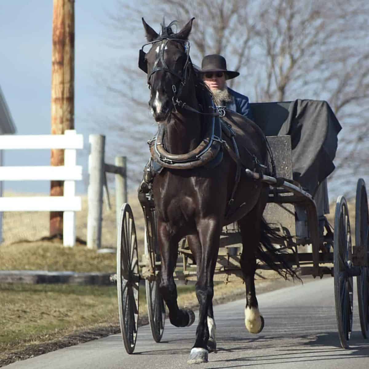 Amish man riding in an open buggy.