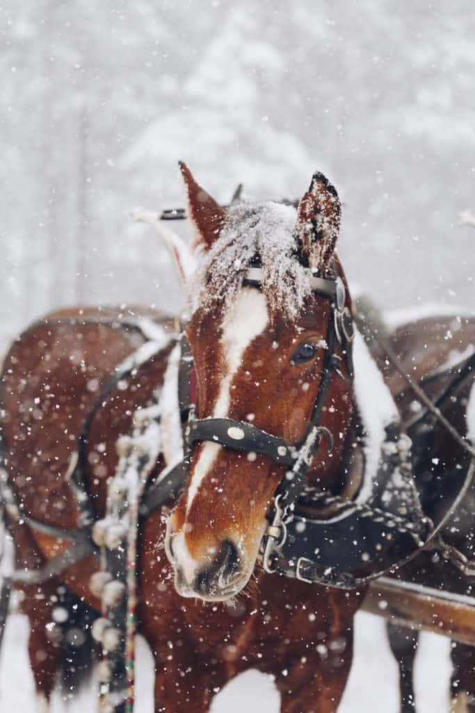 horses in the snow.