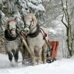 horses and sleigh