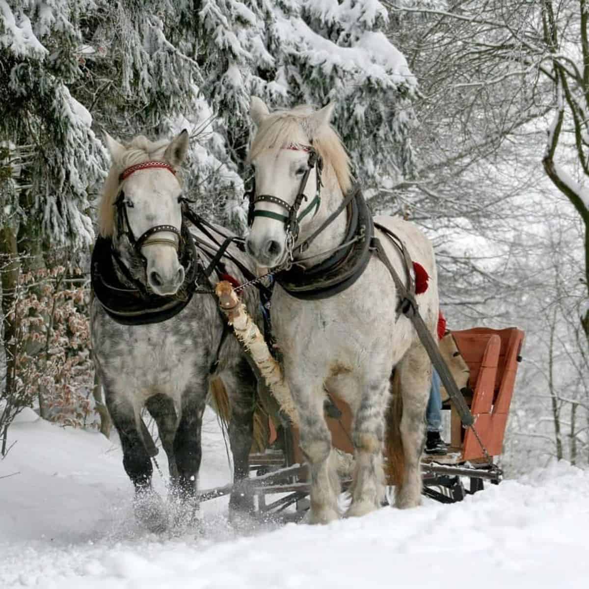 white horses pulling a sleigh in the snow.
