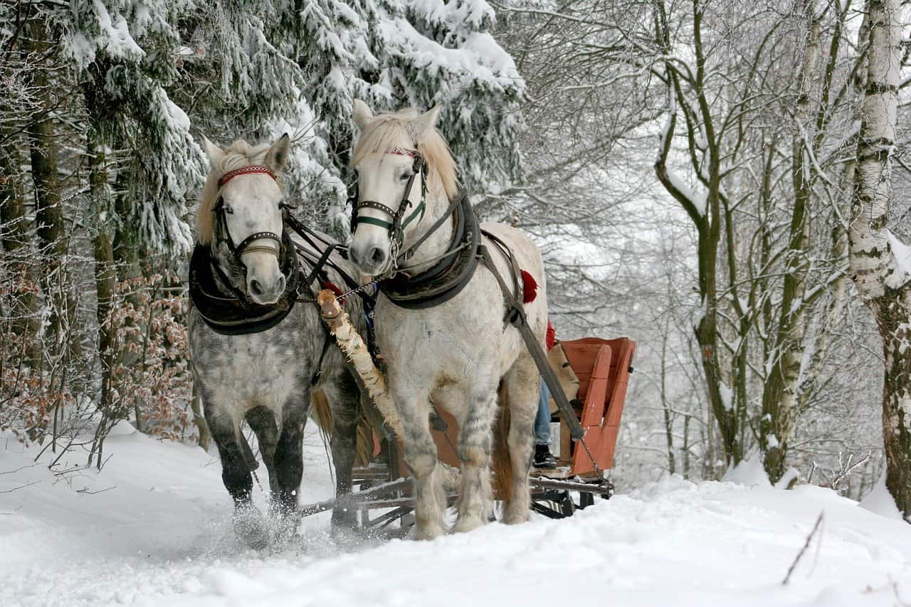 horses and sleigh