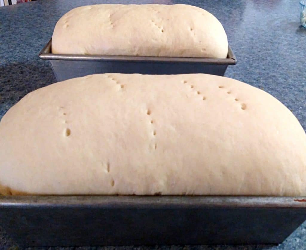 two loaves of bread rising in the pans and ready to bake.