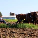 Amish farmer plowing with horses