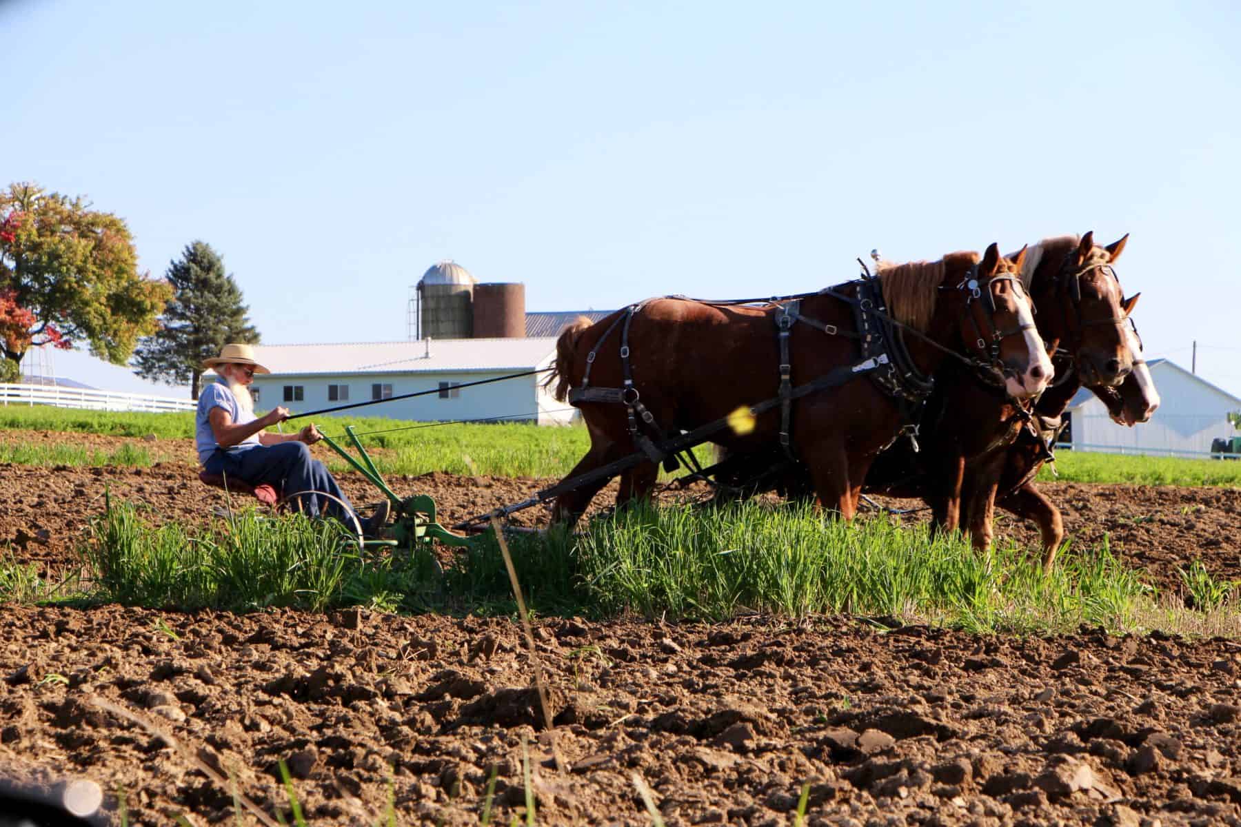 Amish farmer plowing with horses