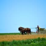 Amish man working the field with horses