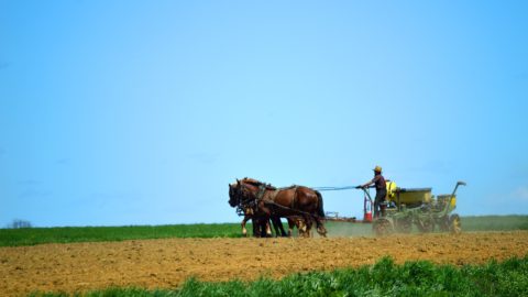Amish man working the field with horses
