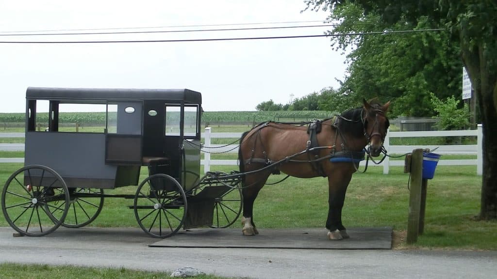 horse and coach carriage