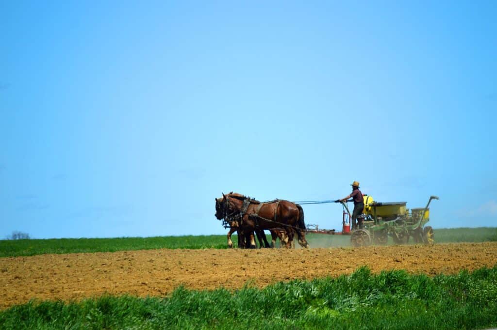 Amish farmer working with his horses in the field