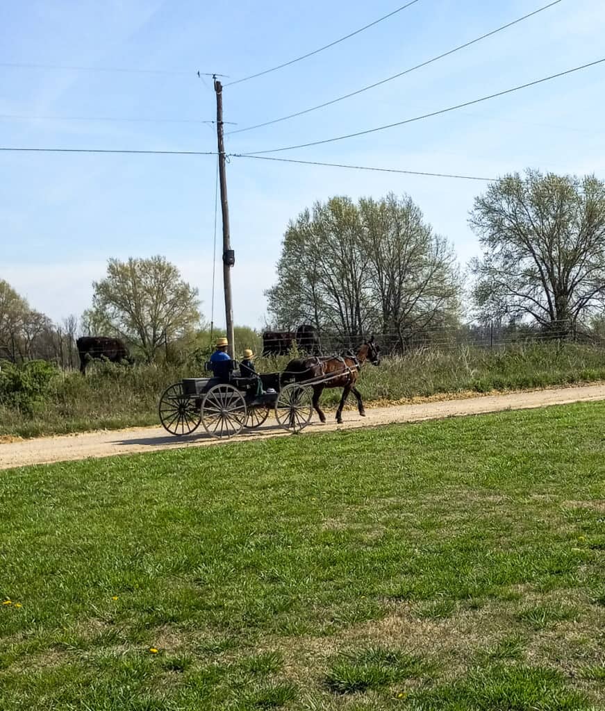 Amish man and son driving in an open buggy