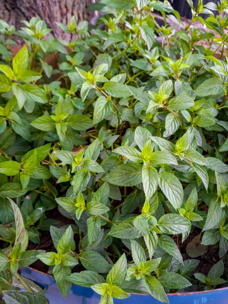 mint growing in a container in garden