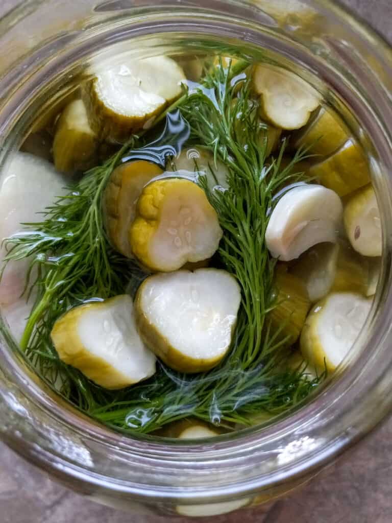 pickles in a gallon jar with dill, onion, and garlic on the top - ready to eat