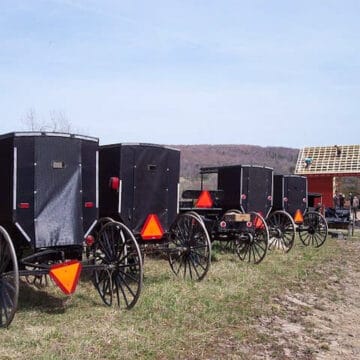 Amish buggies lined up.