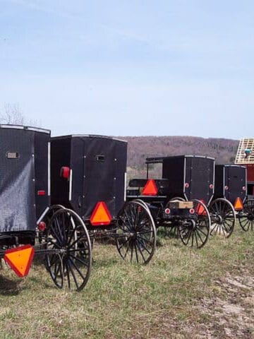 Amish buggies lined up.