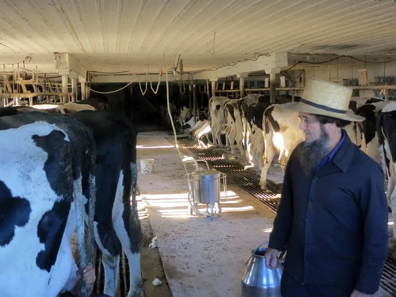 bearded Amish man in a barn with the cows.