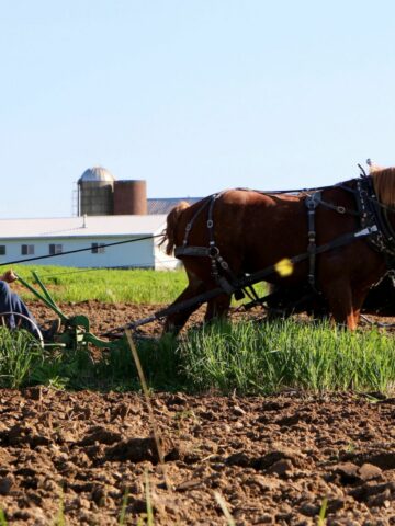 Amish man with a long white beard and no mustache, working in the field with his horses.
