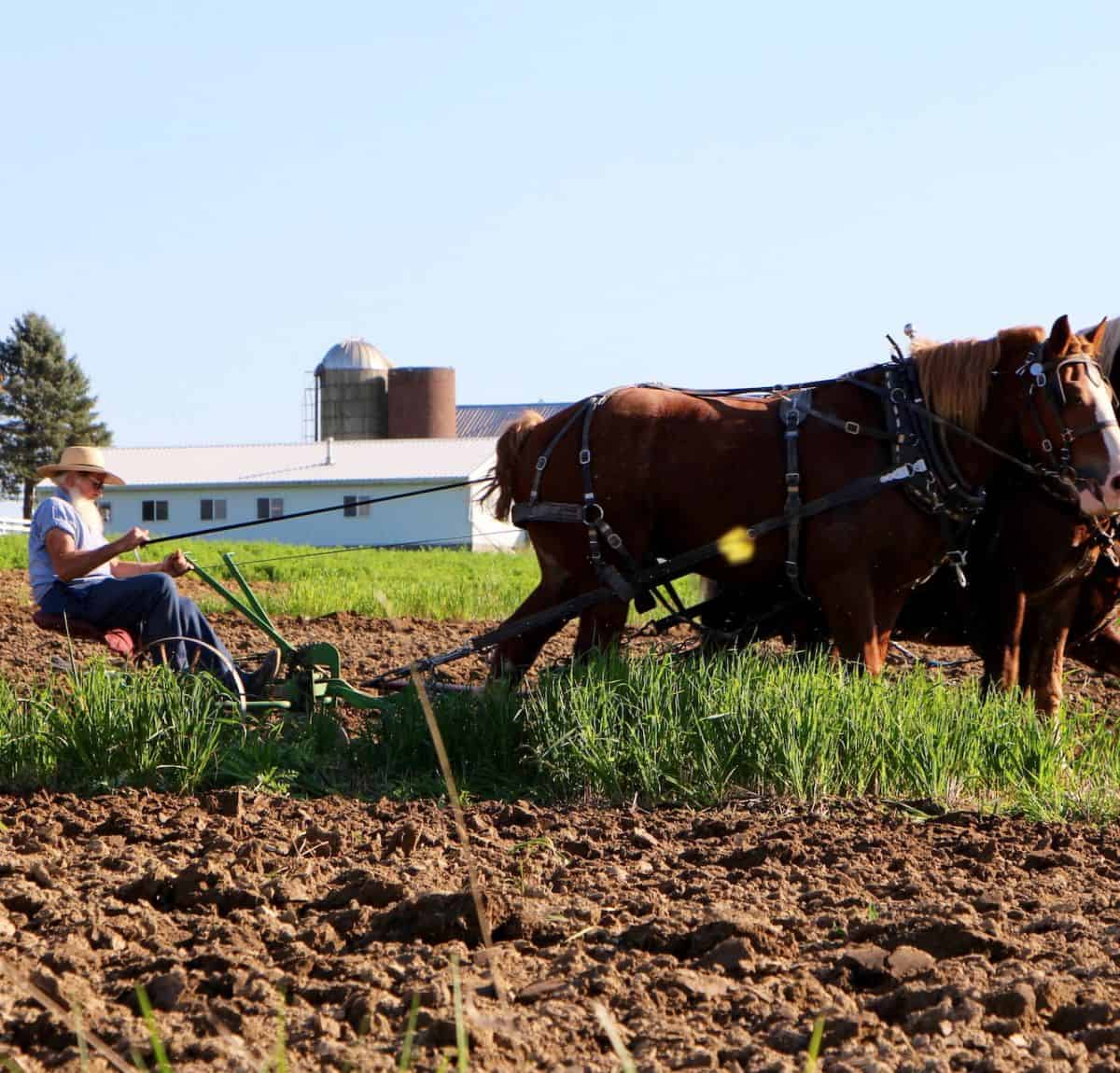 Amish man with a long white beard and no mustache, working in the field with his horses.