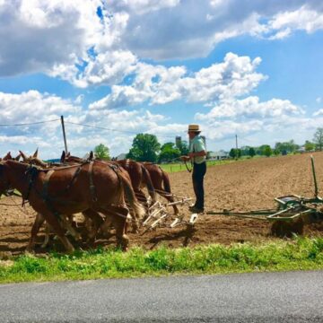 Amish farmer in the field with a horse-drawn plow. Amish prefer using a team of horses instead of tractors.