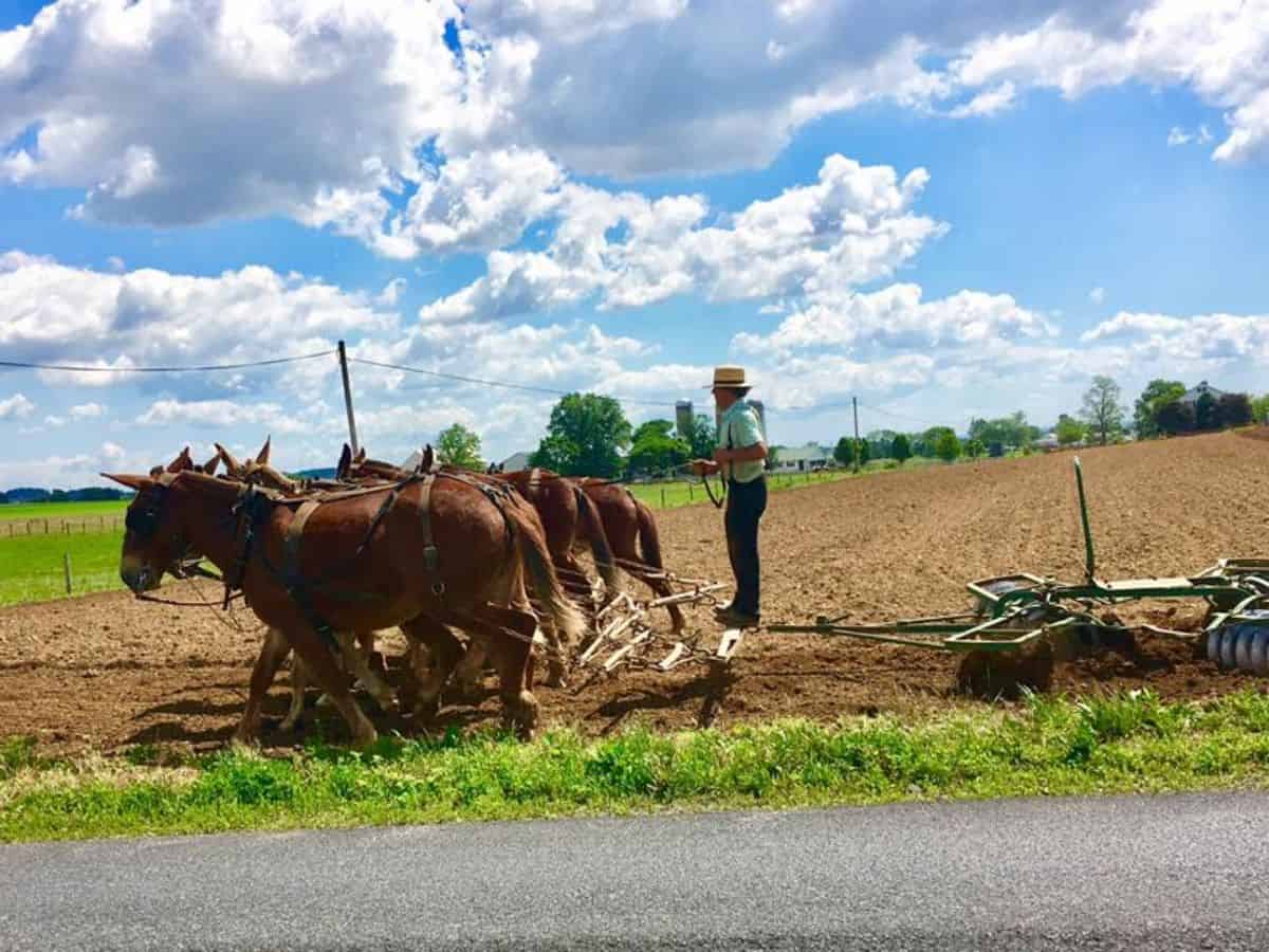 Amish farmer in the field with a horse-drawn plow. Amish prefer using a team of horses instead of tractors.