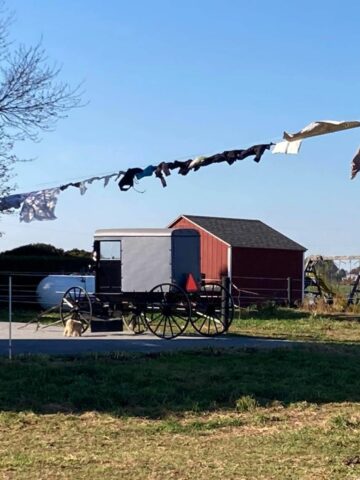 An Amish buggy in the yard, and clothes on the line. The question is "Can Amish marry non-Amish?"