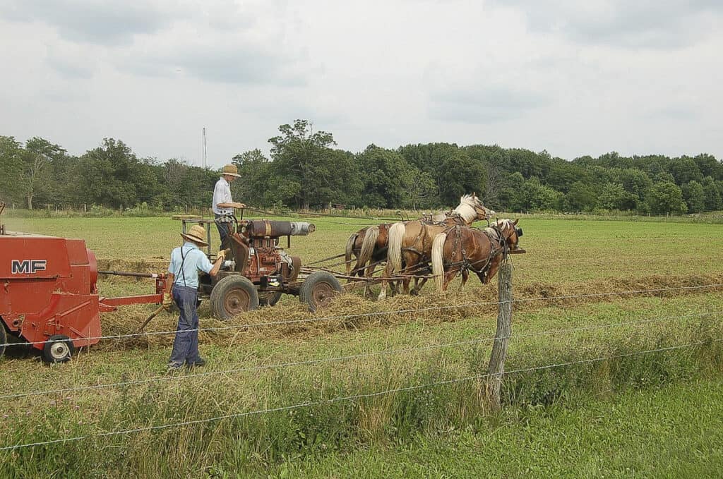 Amish men making hay with a team of Draft horses.