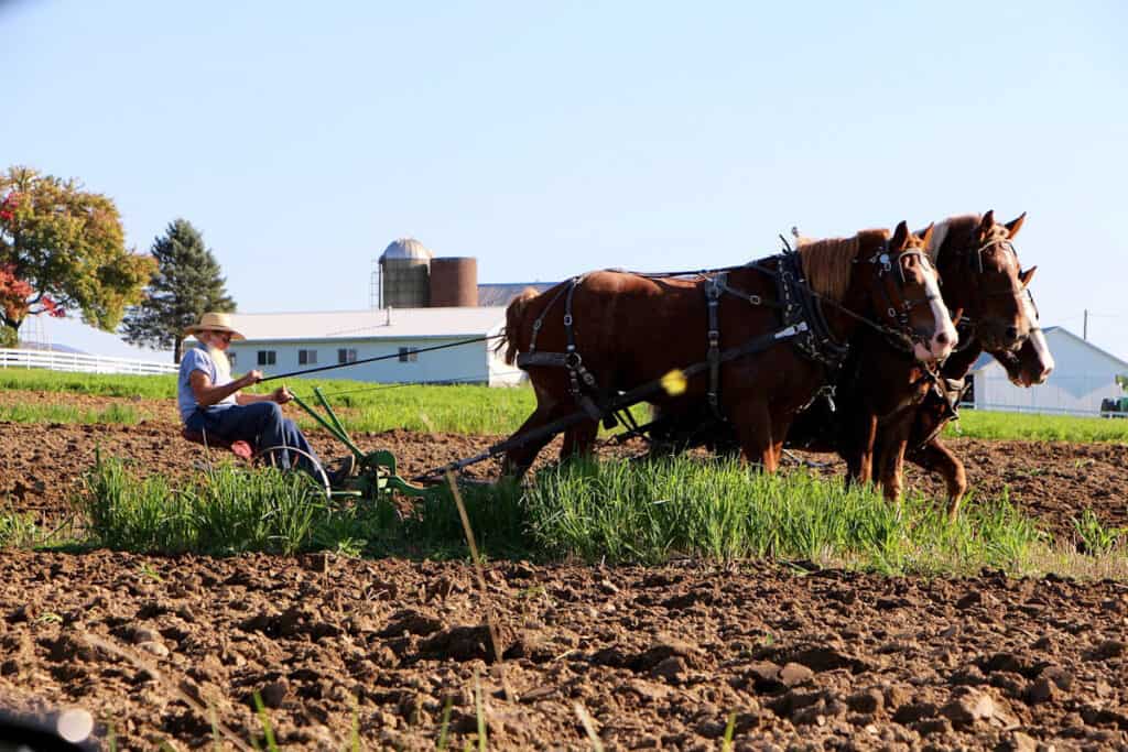 Amish man plowing his field with a team of horses instead of a tractor.