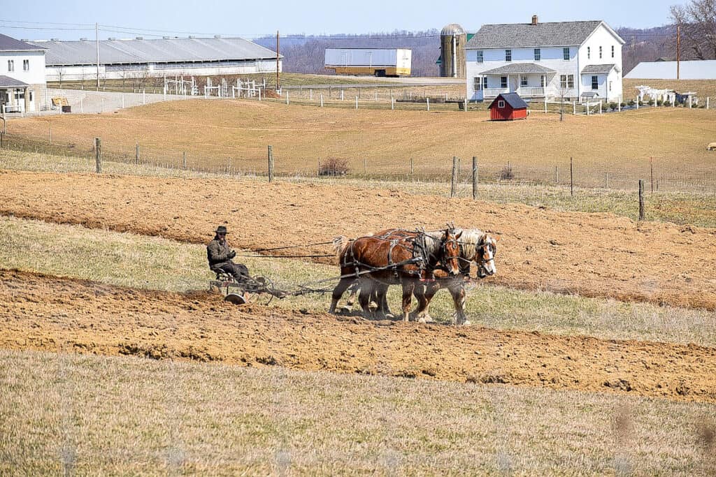 Amish man working in the field getting the dirt tilled so he can plant. He uses horses rather than a tractor.